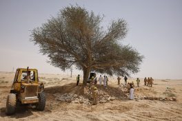 مركز “الغطاء النباتي” يعيد تأهيل شجرة طلح معمّرة في الدوادمي