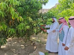 مكتب “بيئة العرضيات” ينفذ ورشة عمل بعنوان “التقليم الصحيح للأشجار وأثره على الإنتاج”