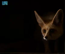 التنوّع الحيوي في محمية الملك سلمان الملكية.. انعكاس لتوازن طبيعي تصونه المحمية برؤية مستدامة