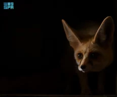 التنوّع الحيوي في محمية الملك سلمان الملكية.. انعكاس لتوازن طبيعي تصونه المحمية برؤية مستدامة