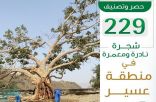 “البيئة” تحصر وتصنف 229 شجرة نادرة ومعمرة في عسير لحمايتها من التعديات