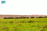 المراعي الربيعية شرق زُبالا التاريخية.. لوحة طبيعية تزينها قطعان الأغنام