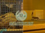الأمن البيئي : السيطرة على “أسد” في أحد أحياء مدينة الرياض