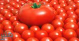 علماء: تناول الطماطم يخفض خطر تطور سرطان الجلد