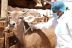 “وقاء مكة” يبدأ حملة التحصين لأكثر من نصف مليون رأس ماشية ضد مرض الحمى القلاعية