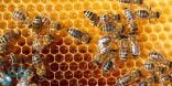 ديمة الشريف  تكتب | عسل النحل