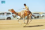 انطلاق “سباق الهجانة” للرجال والسيدات في مهرجان ولي العهد بالطائف غدًا