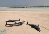 “الحياة الفطرية” يكشف سبب جنوح الدلافين على شاطئ أملج وعدد النافقة منها