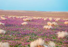 “الغطاء النباتي” يوقع عقودًا استثمارية لتطوير 3 متنزهات وطنية بمساحة تتجاوز ٢١ مليون متر مربع