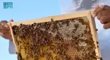 محمية الإمام تركي بن عبدالله الملكية تعلن انطلاق موسم النحَّالين داخل نطاقها بأكثر من 17 ألف خلية
