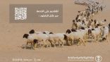 “البيئة”: 60 يومًا على انتهاء مهلة عودة المواشي والإبل المملوكة لغير السعوديين إلى دولهم​