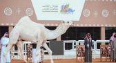 مهرجان الملك عبدالعزيز للإبل في نسخته الثامنة يعزز الموروث تحت شعار “عز لأهلها “