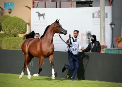 منافسات قوية في اليوم الثالث من العرض الدولي الثامن لجمال الخيل العربية