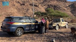 ضبط مخالفين لقطعهما الأشجار بمنطقة تبوك