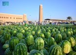 “فاكهة الصيف”.. البطيخ يعود إلى الأسواق مُعلنًا انطلاق موسمه وسط إقبال واسع من المتسوّقين