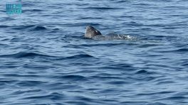 في تسجيل نادر.. مركز الحياة الفطرية يرصد سلحفاة جلدية الظهر في البحر الأحمر
