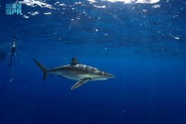 مركز الحياة الفطرية يُصدر أول ترخيص لتجربة “الغوص مع أسماك القرش” في محمية رأس حاطبة