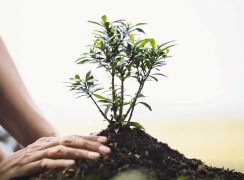 “البيئة”: التشجير ركيزة أساسية لخفض درجات الحرارة وتحسين جودة الحياة وتعزيز الاستدامة البيئية