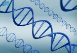 “كاوست” توثق عبر دراسة بحثية الخطوات الأولى لتفكك الحمض النووي DNA