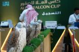 تسجيل الصقور في مسابقة المزاين بكأس العُلا على مدى 3 أيام