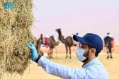 “الغذاء والدواء” تنفّذ 39 زيارة رقابية في “مهرجان الإبل” للتأكد من سلامة الأعلاف المتداولة