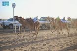 ميدان نجران للهجن يُعلن نتائج سباقه لسنّ “المفاريد”