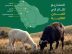 “ريف السعودية” يُنفّذ 7 مجمعات نموذجية للإنتاج الحيواني في عددٍ من المناطق