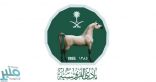 نادي سباقات الخيل يقيم حفل سباقه الــ11 في الطائف