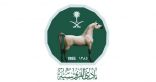 نادي سباقات الخيل يعلن تصنيف كأس الأمير عبدالله الفيصل للخيل العربية