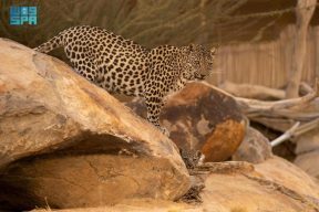 الهيئة الملكية لمحافظة العُلا تحتفي غدًا باليوم العالمي للنمر العربي تحت شعار “رحلة أمل”