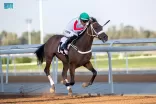 نادي سباقات الخيل ينظم الحفل الـ 25 لموسم سباقات الطائف 2023