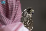 بيع 4 صقور بـ (652) ألف ريال في معرض الصقور والصيد السعودي الدولي 2025