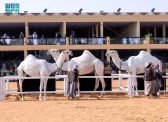 لجنة التحكيم بمهرجان الملك عبدالعزيز للإبل في نسخته العاشرة تعلن أسماء الفائزين في شوط سيف الملك “وضح”