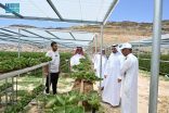 القطاع الزراعي بالباحة يسجل توسعًا نوعيًا في زراعة الفراولة بطاقة سنوية تقارب ألف طن