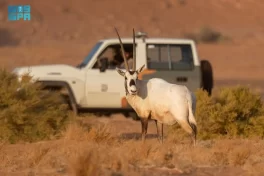 المها العربي.. يتكاثر ويثري الحياة الفطرية في محمية الملك سلمان بن عبدالعزيز الملكية
