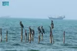 “الحياة الفطرية” تطلق مشروعًا لتقييم الموائل والأنواع البحرية في الخليج العربي