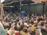 “الغذاء والدواء” تضبط أكثر من ألف دجاجة غير صالحة للاستهلاك بالرياض