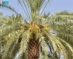 القصيم.. واحة النخيل التي تمد الخليج بأفخر التمور