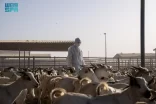 “وقاء” يكشف على أكثر من مليون رأس من الماشية ويدعم موسم حج 1446هـ بإجراءات رقابية ووقائية شاملة