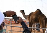 صور.. أطول ناقة في العالم تجذب أنظار زوار مهرجان الملك عبدالعزيز للإبل