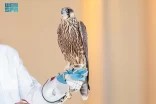نادي الصقور 2024 يشهد بيع ثلاثة صقور بـ 412 ألف ريال في الليلة الـ 15 للمزاد