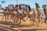 منافسات سباق الهجانة تتواصل في اليوم قبل الأخير من مهرجان خادم الحرمين الشريفين للهجن 2026